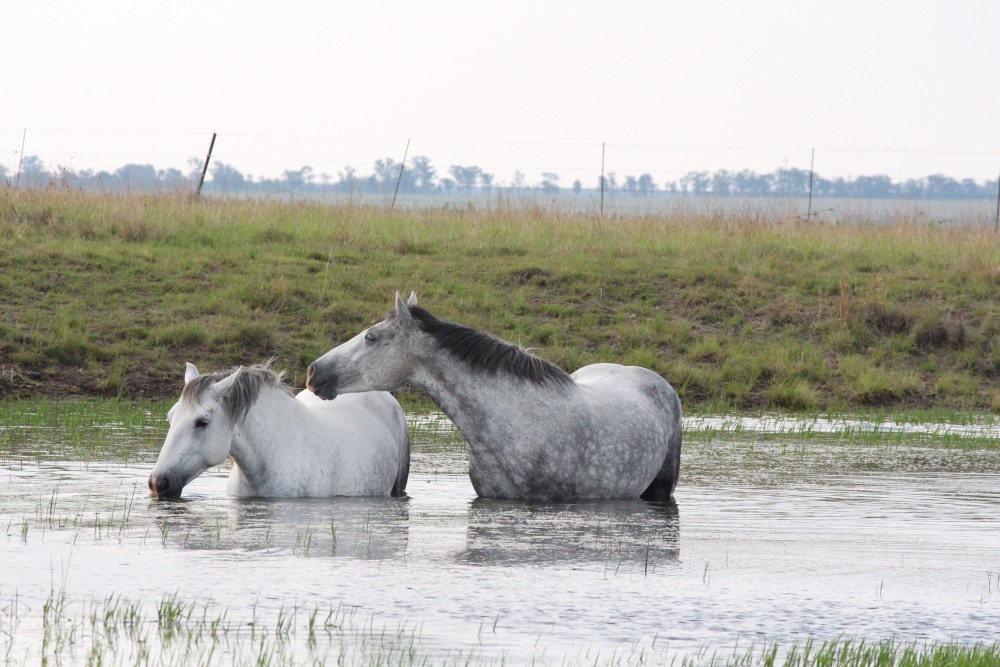 Pure bred percheron sport horses004.jpg